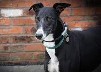 Makants Greyhound Rescue NW