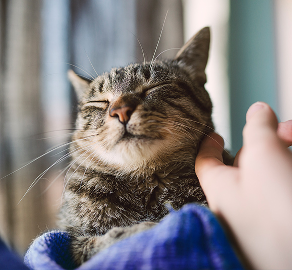 A happy cat